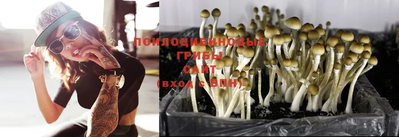 где купить наркоту  Макушино  KRAKEN tor  Псилоцибиновые грибы Cubensis 